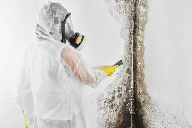 Best Mold Remediation Services  in Danville, CA