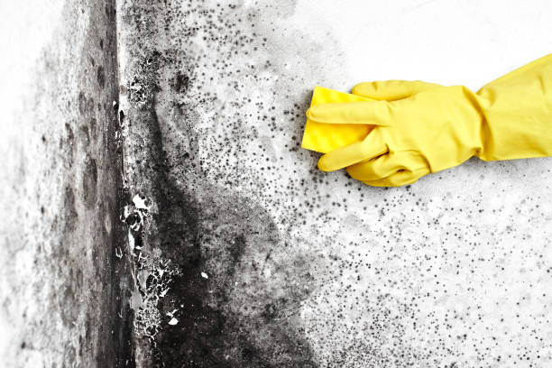 Best Professional Mold Removal  in Danville, CA