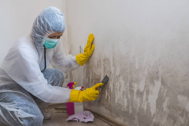 Best Same-Day Mold Removal  in Danville, CA