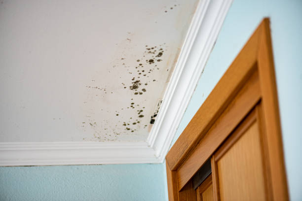 Best Affordable Mold Removal  in Danville, CA