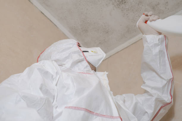 Best Affordable Mold Removal  in Danville, CA
