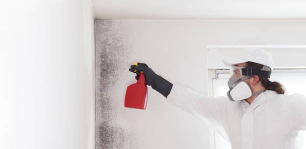 Best Black Mold Removal  in Danville, CA