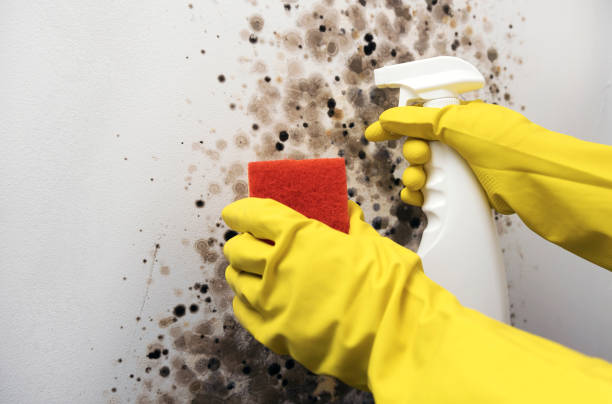 Best Attic Mold Removal  in Danville, CA