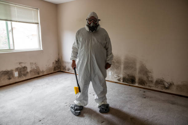 Office Mold Removal Services in Danville, CA
