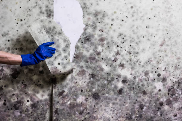 Best Fast Mold Removal  in Danville, CA