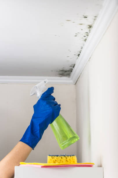 Best Mold Testing  in Danville, CA