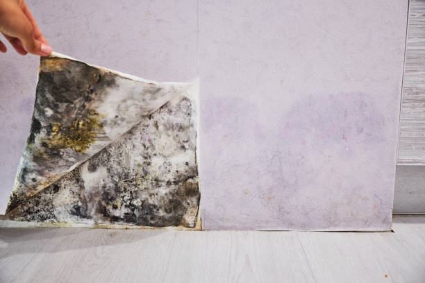 Best Mold Testing  in Danville, CA
